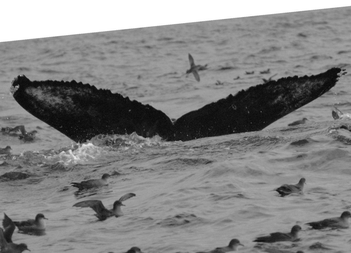 Fluke of CAEP-131