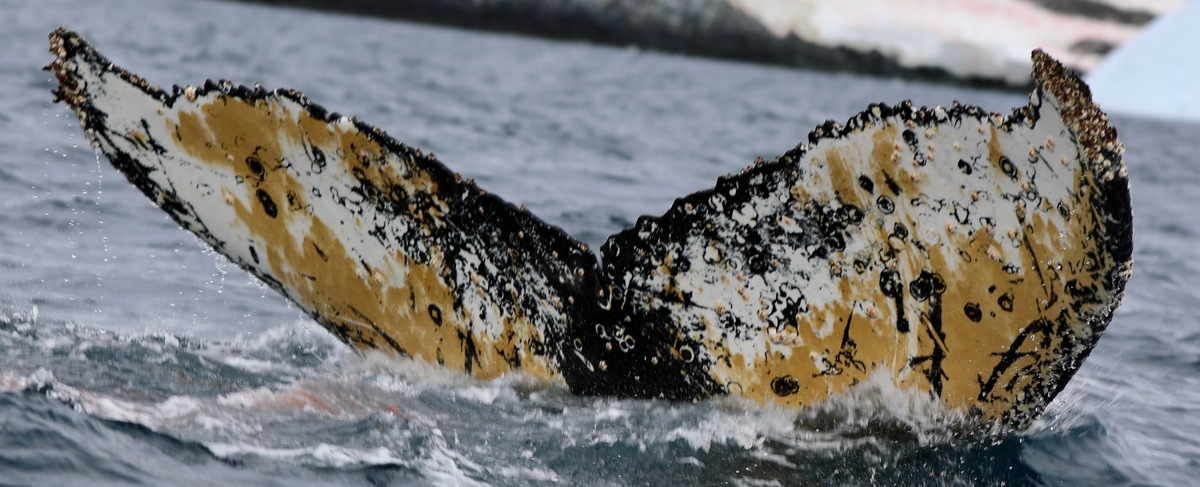 Fluke of HW-MN1302755