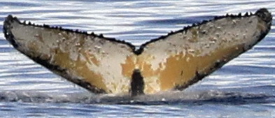 Fluke of HW-MN1302765