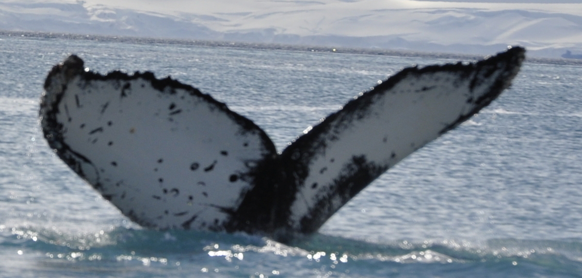 Fluke of HW-MN1302771