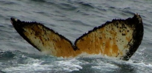 Fluke of HW-MN1302775