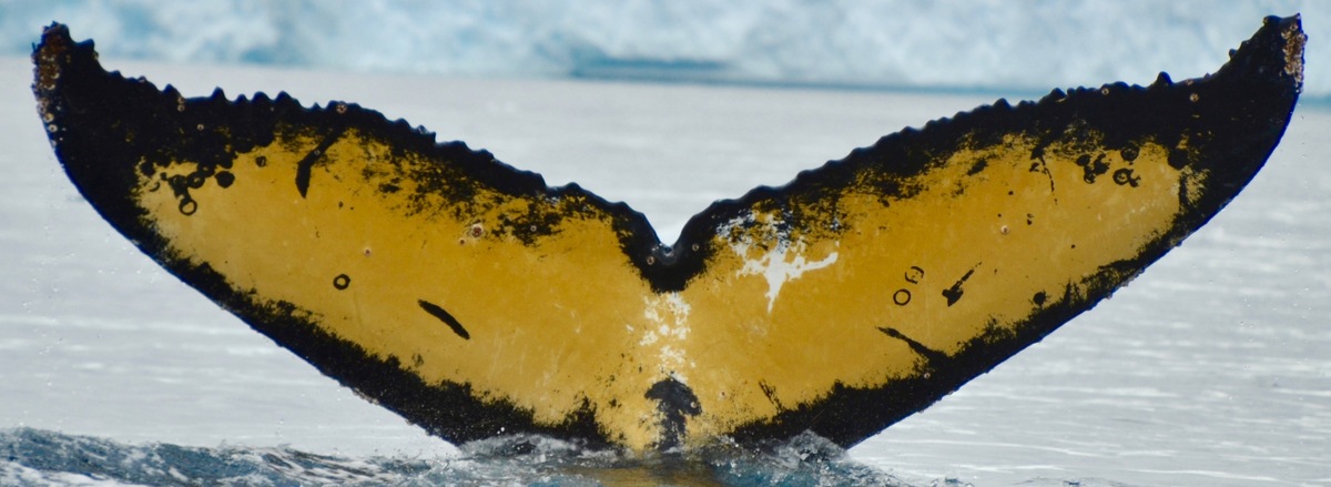 Fluke of HW-MN1302773
