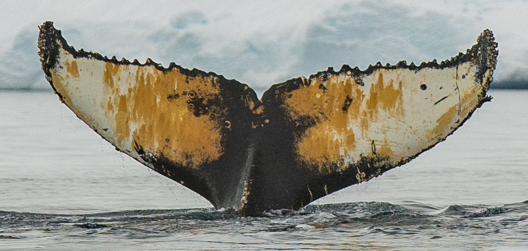 Fluke of BTBEL-Mn20_045M_H