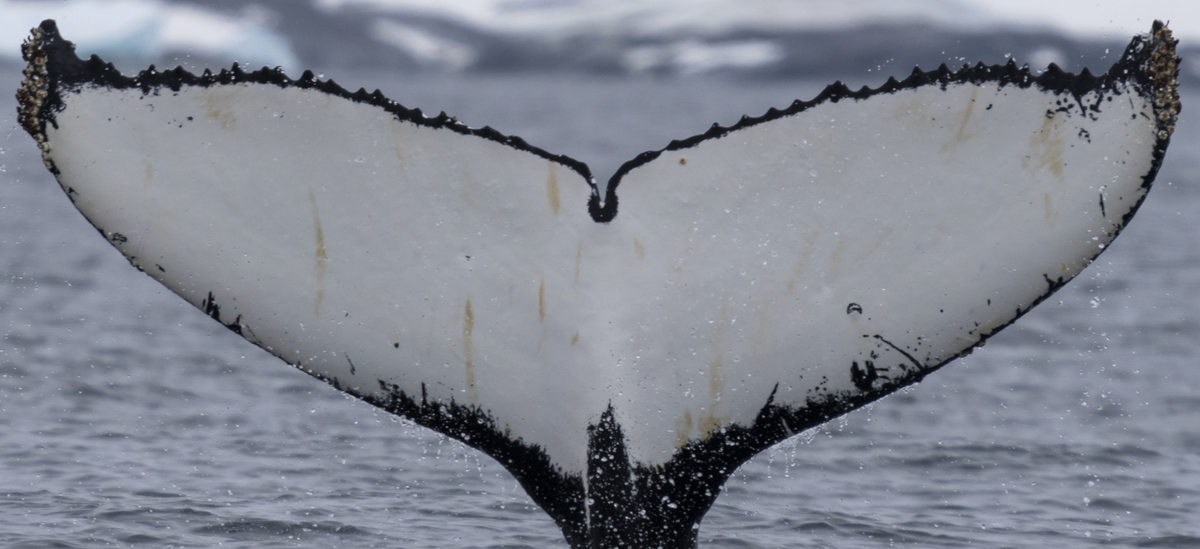 Fluke of HW-MN1302777