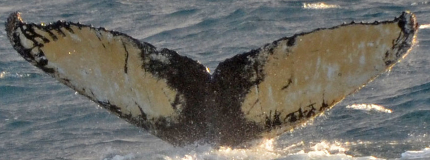 Fluke of HW-MN1302781