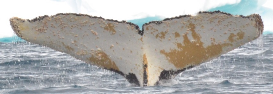 Fluke of HW-MN1302789