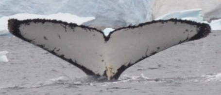 Fluke of Miss Lucy (Antarctica)
