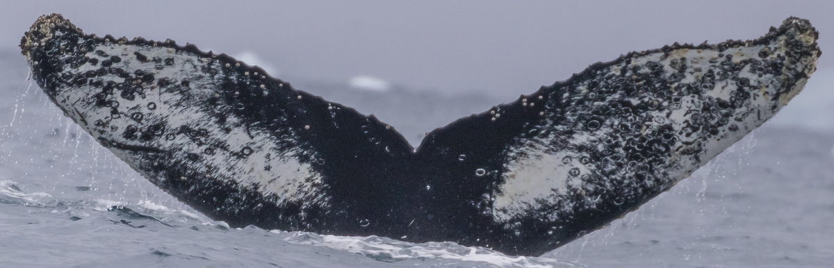 Fluke of Lord Bauer (Antarctica)