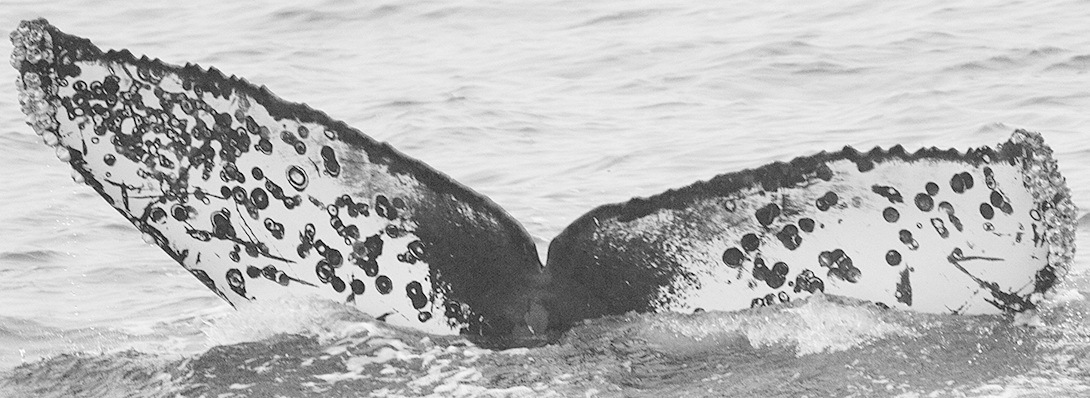 Fluke of Big Dipper (California)