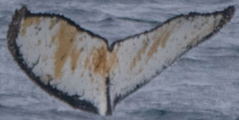 Fluke of HW-MN1302797