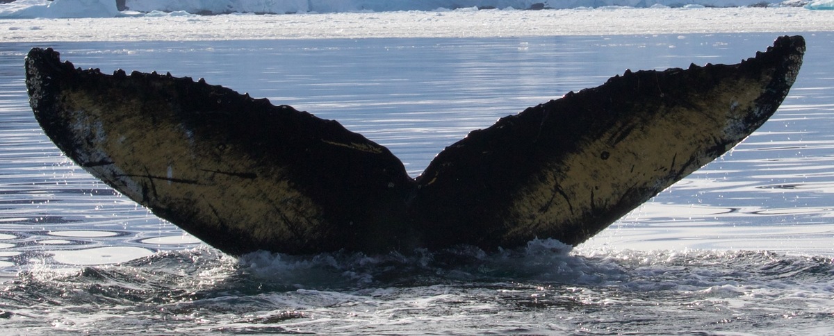 Fluke of HW-MN1302824