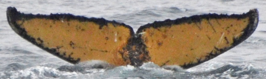 Fluke of HW-MN1302826