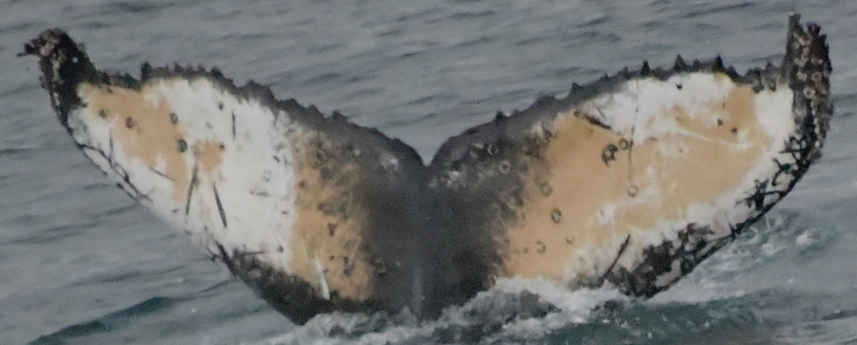 Fluke of HW-MN1302828