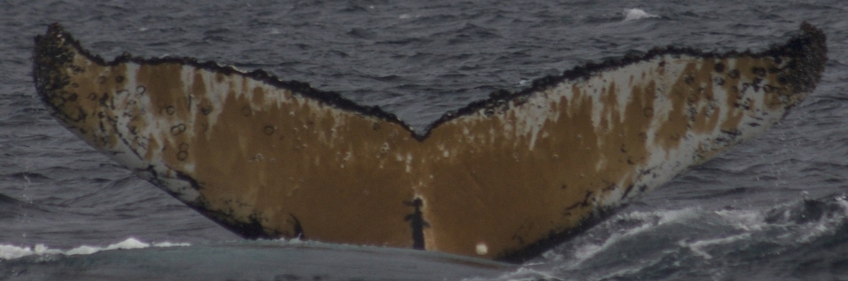 Fluke of HW-MN1302829