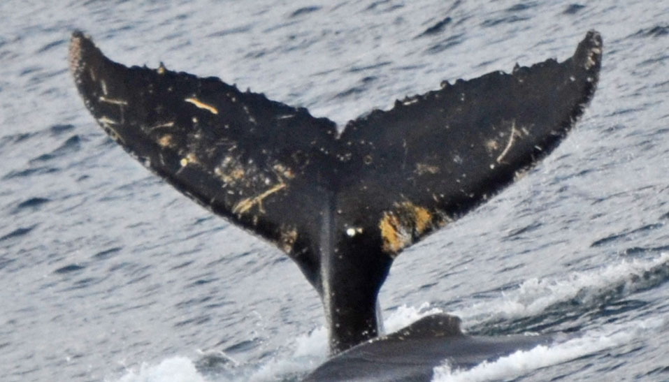 Fluke of HW-MN1302844