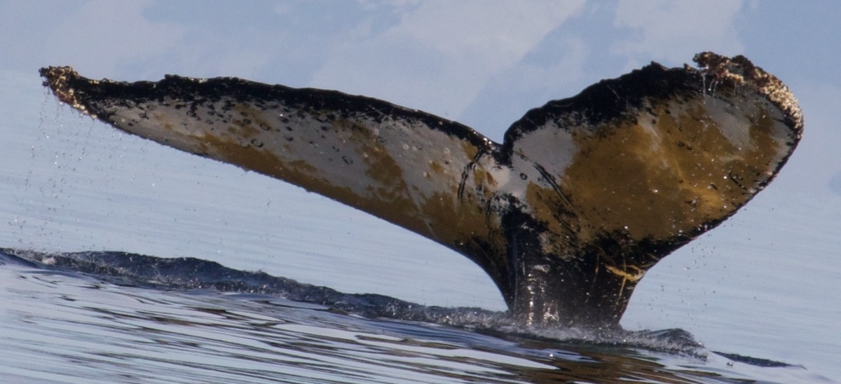 Fluke of HW-MN1302846