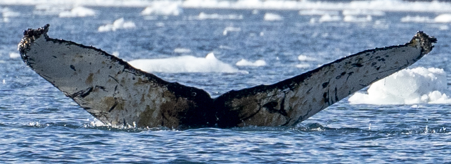 Fluke of HW-MN1302856