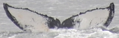 Fluke of HW-MN0430014