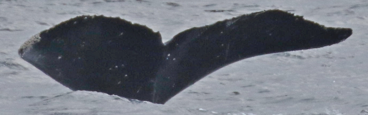 Fluke of HW-MN0300639