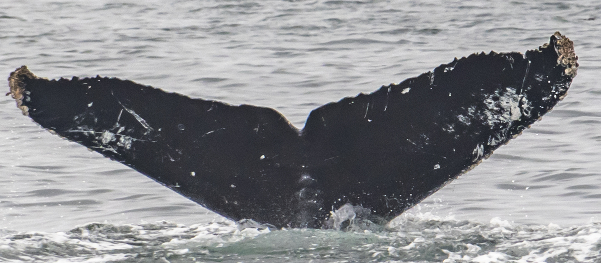 Fluke of CRC-15182