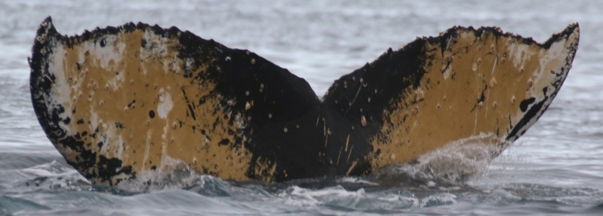 Fluke of HW-MN1302871