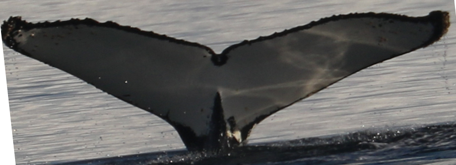 Fluke of HW-MN1302890