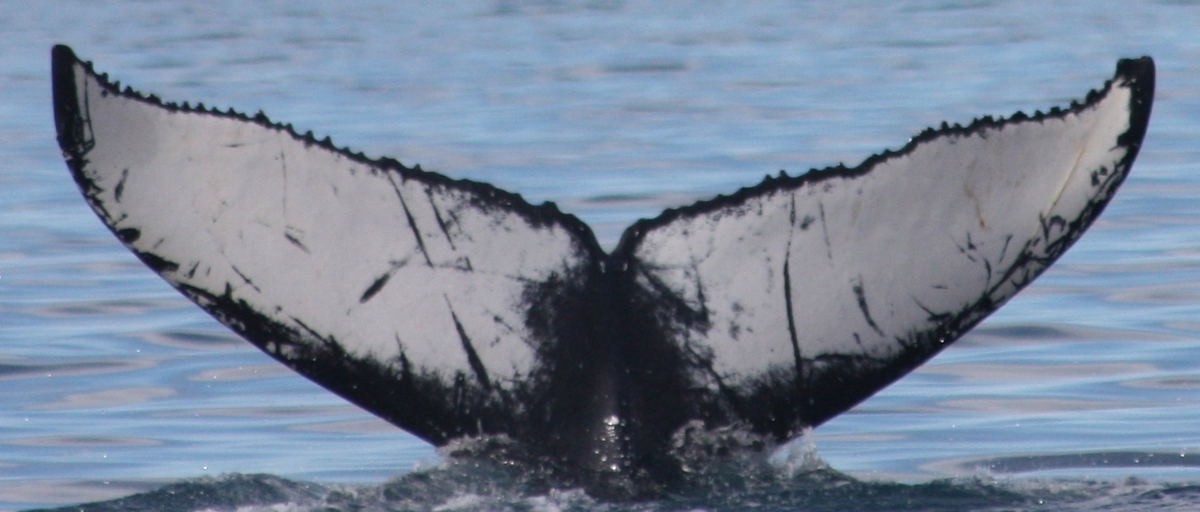 Fluke of Scoria (Husavik)
