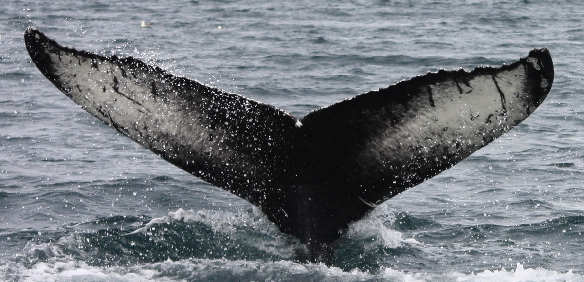 Fluke of Engraver (Husavik) aka Fangs (Westfjords)