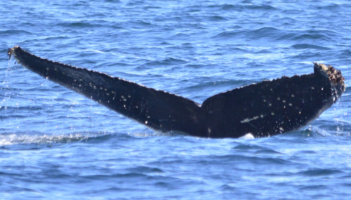 Fluke of Barnacle Bill (Salish Sea)