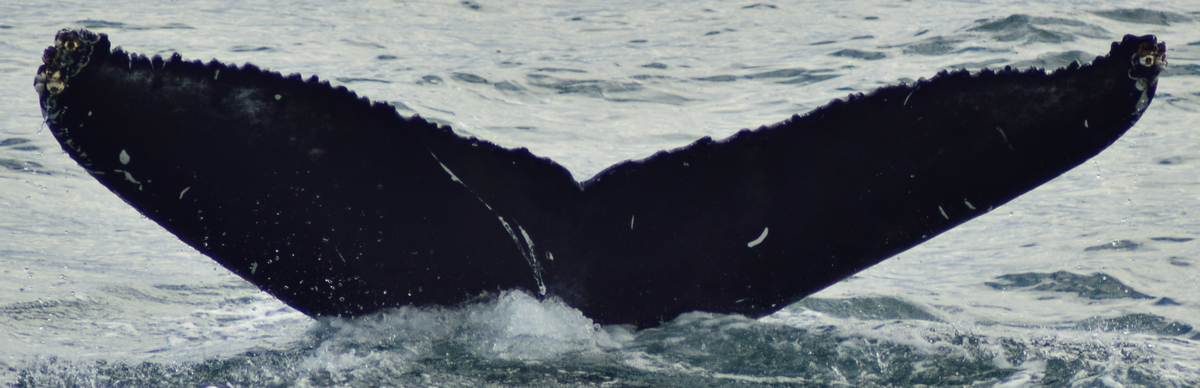 Fluke of Lotta (Husavik) aka Picasso (Westfjords)