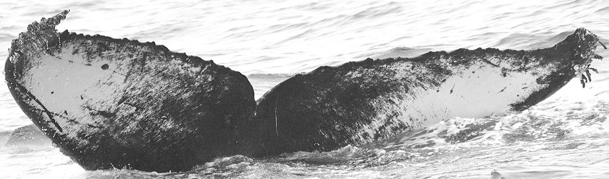 Fluke of CRC-15184
