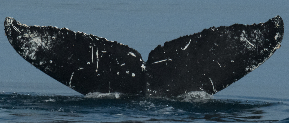 Fluke of Elf (Salish Sea)