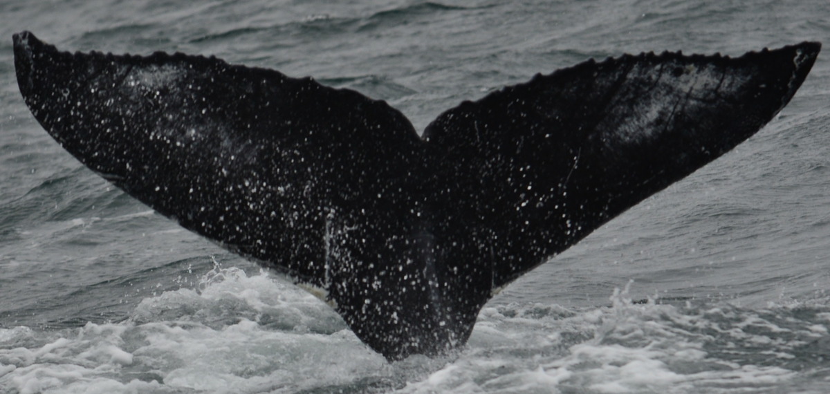 Fluke of Mister Grey (Husavik)