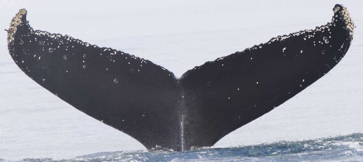 Fluke of Whalie McWhaleface (Husavik)