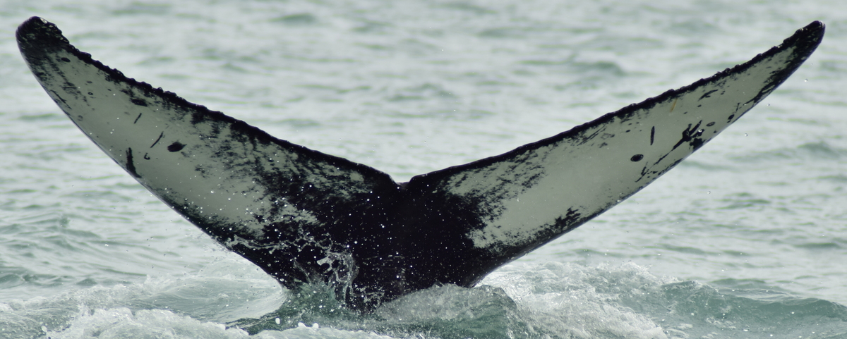 Fluke of Tallullah (Husavik)
