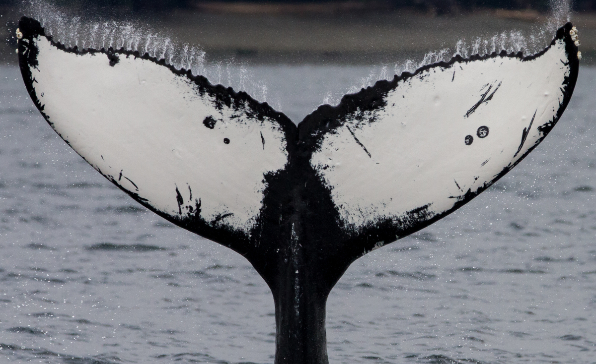 Fluke of Two Spot (Salish Sea)