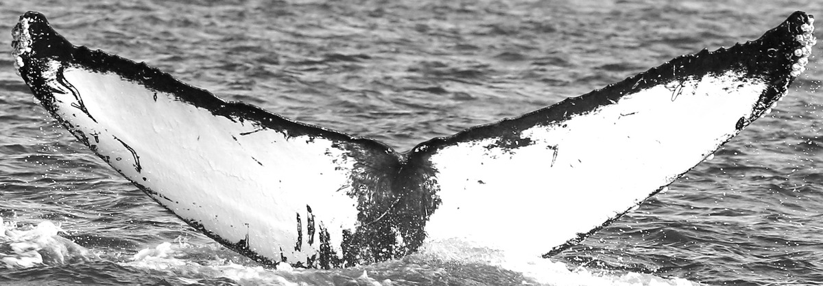 Fluke of Anvil (Salish Sea)