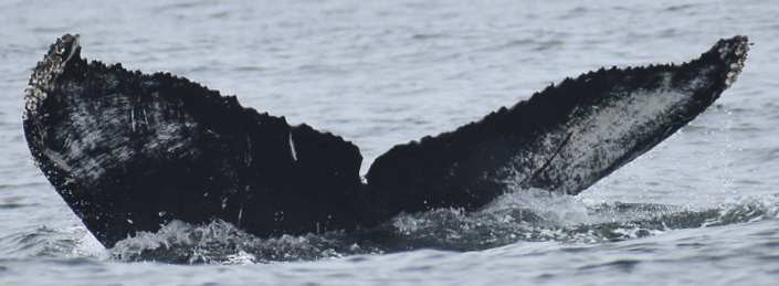 Fluke of CRC-16401