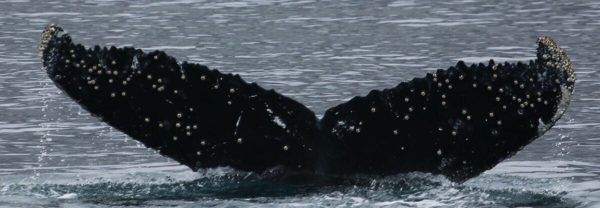 Fluke of Comb (Westfjords) aka Franklin (Husavik)