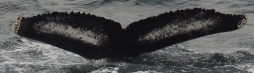 Fluke of Fleur (Husavik)