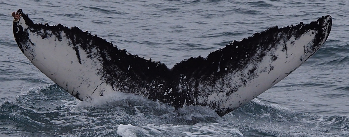 Fluke of Evero (HRC)