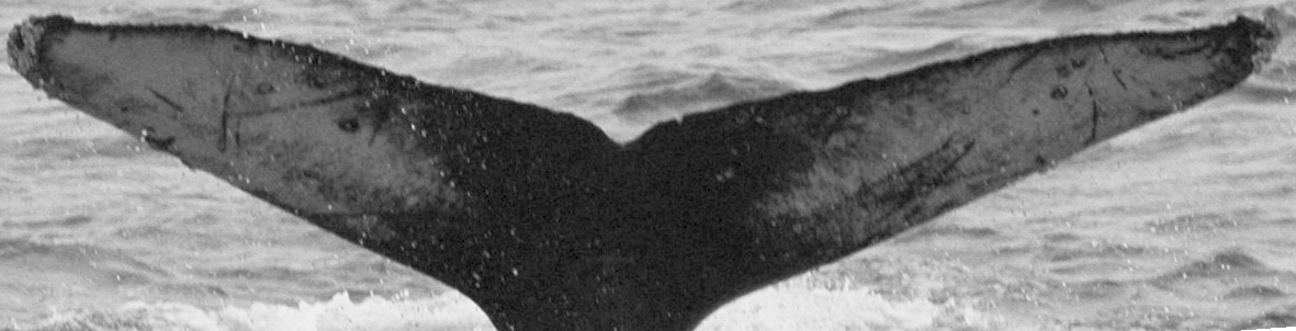 Fluke of HW-MN0500552