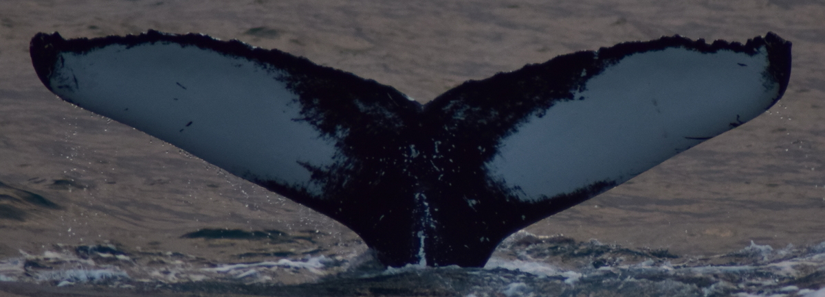 Fluke of Pär-Åke