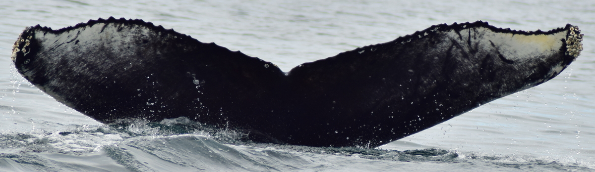 Fluke of Pistaccio (Husavik)