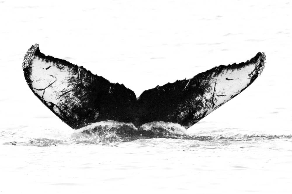 Fluke of Lamda
