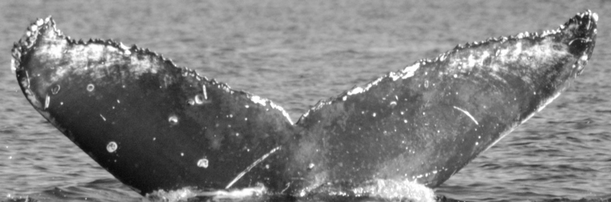 Fluke of HW-MN0442005