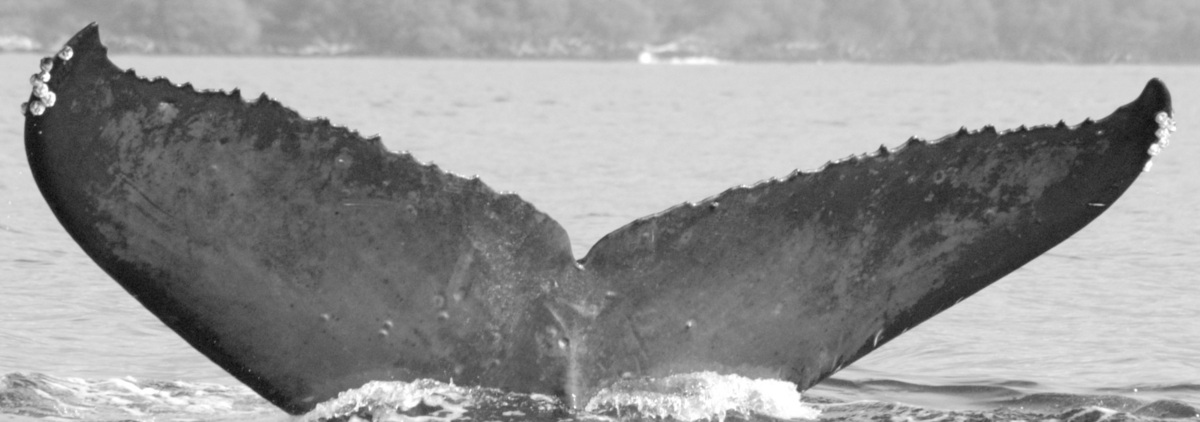 Fluke of HW-MN0442011