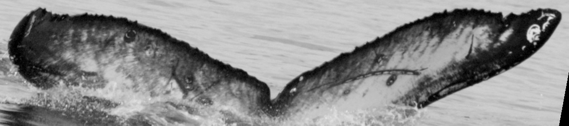 Fluke of BCZ0299