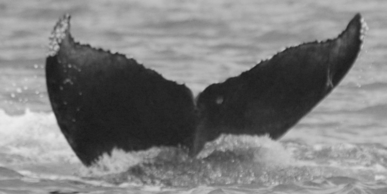 Fluke of HW-MN0442026