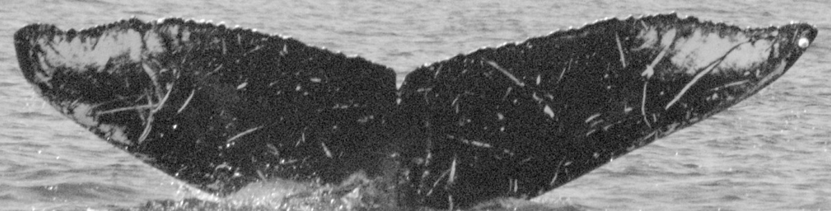 Fluke of SEAK-5341
